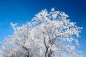 30 січня за народним календарем – середина зими